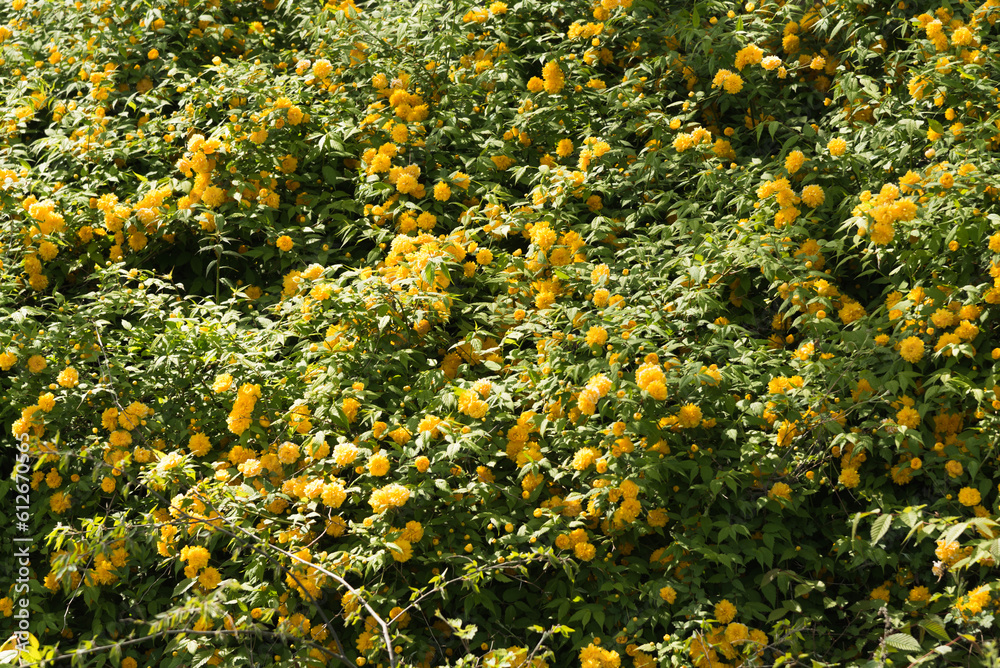 Blooming yellow flowers Blooming yellow flowers
