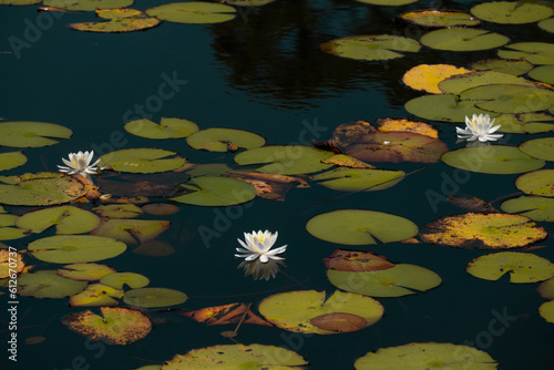 Water Lilies in a Coastal Dune Lake