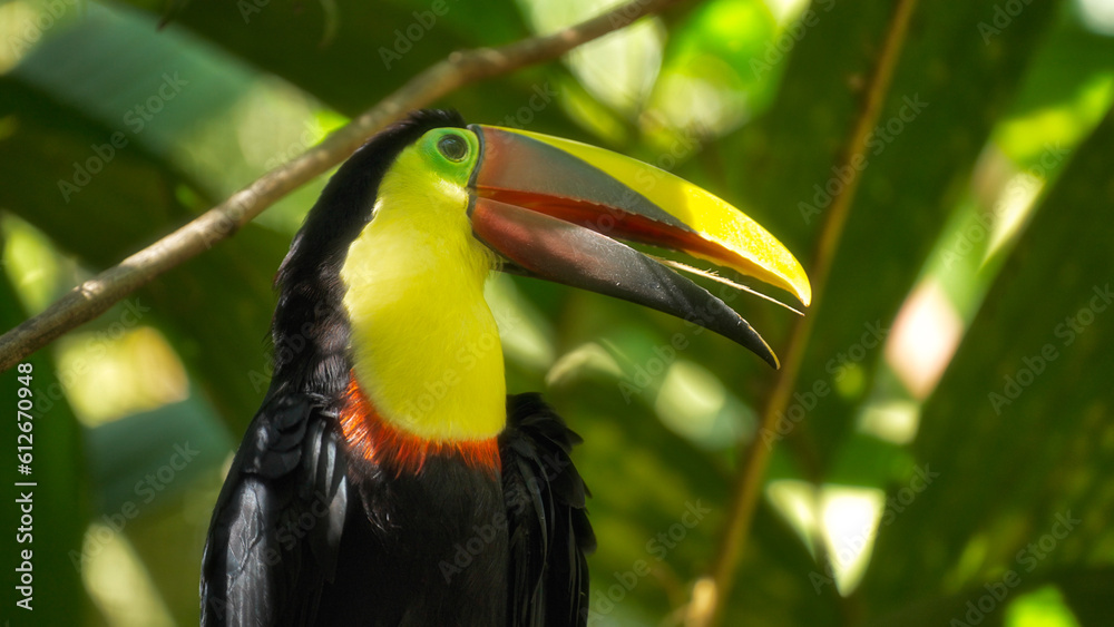 A toucan with yellow beak portrait A toucan with yellow beak portrait