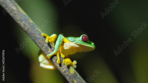 A Red eyed tree frog in the wild photo