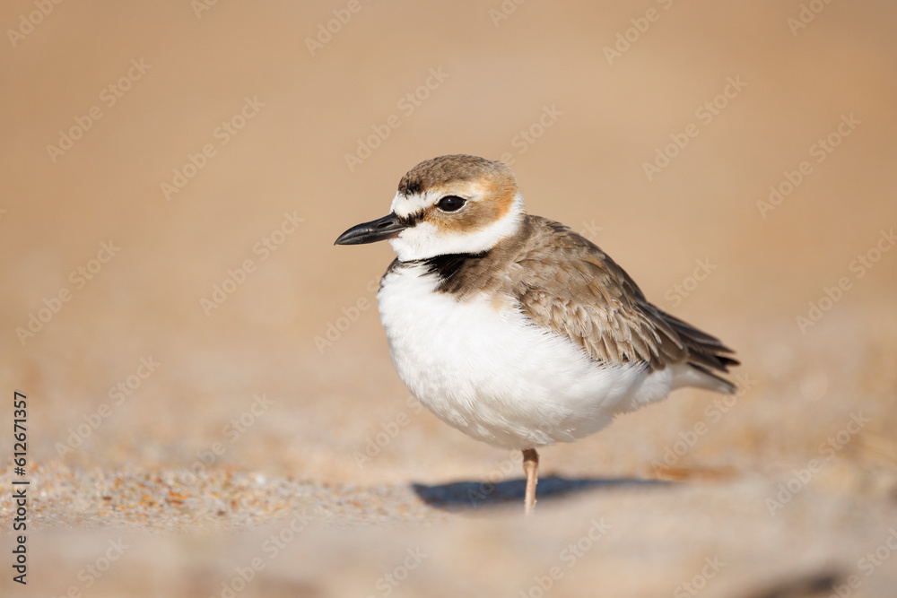 Wilson's Plover Wilson's Plover