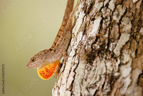 Anole Dispaly photo