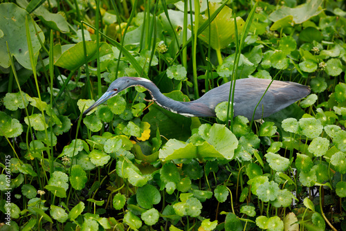 Tricolored Heron photo