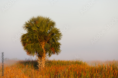 Foggy  palmetto 