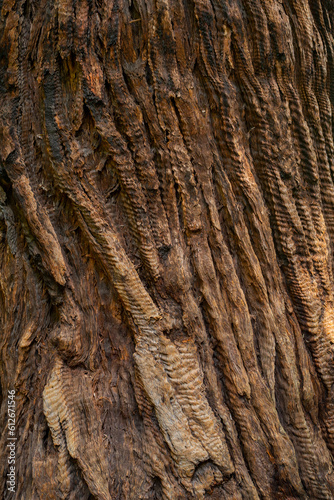 A closeup of textured Redwood Bark