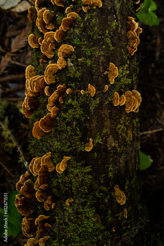 Luminous Mushrooms growing on a limb of a a tree