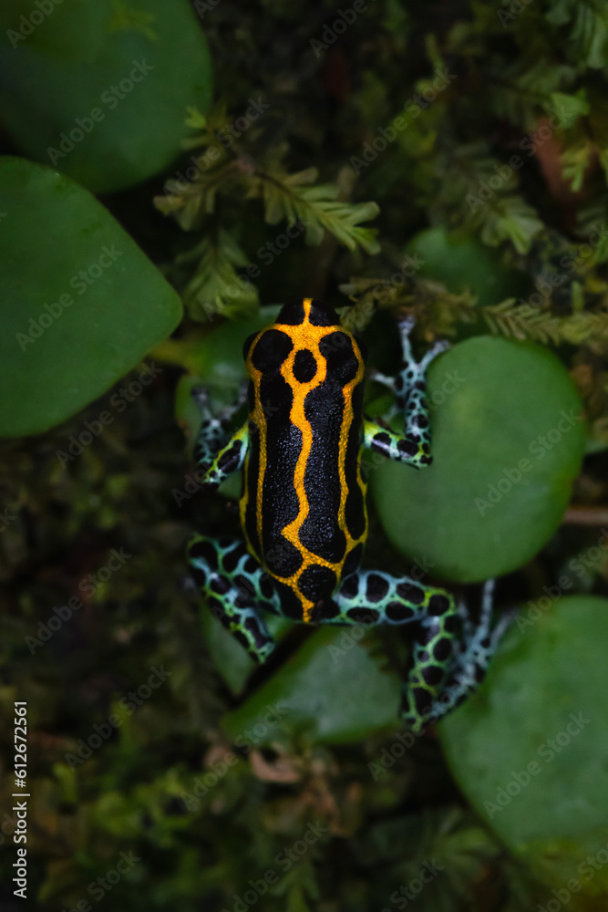 Colorful dart poison frog Colorful dart poison frog