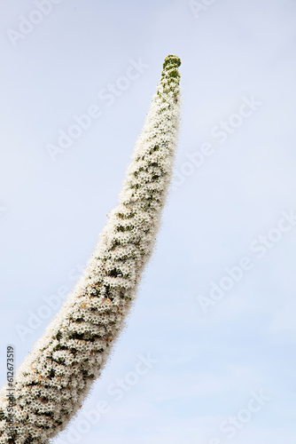 Close up of Echium Simplex flowering in Robe South Australia photo