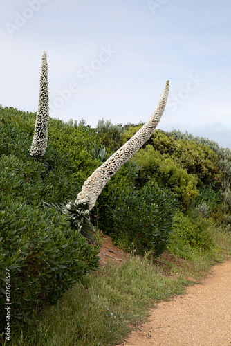 Close up of Echium Simplex flowering in Robe South Australia