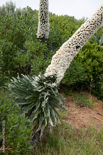 Close up of Echium Simplex flowering in Robe South Australia