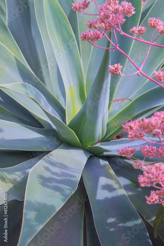 agave plant and pink flowers