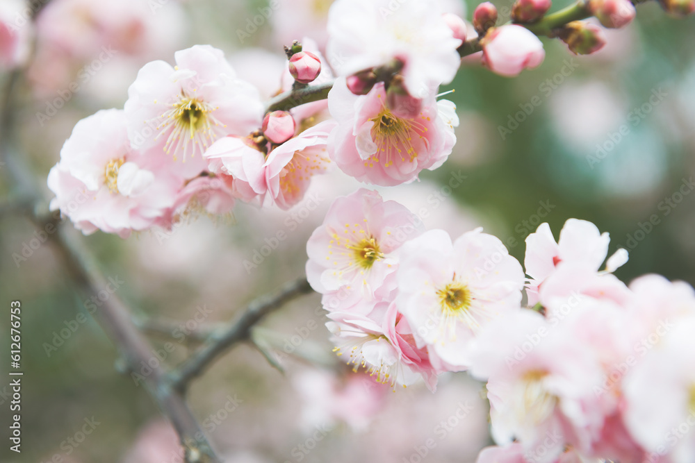 梅の花