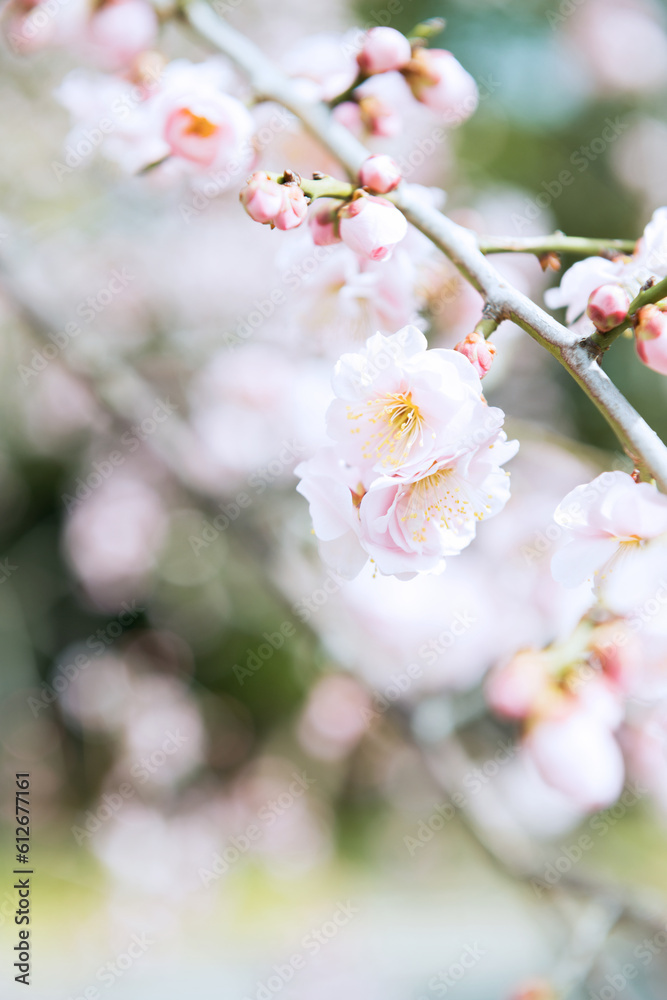 Fototapeta premium 梅の花