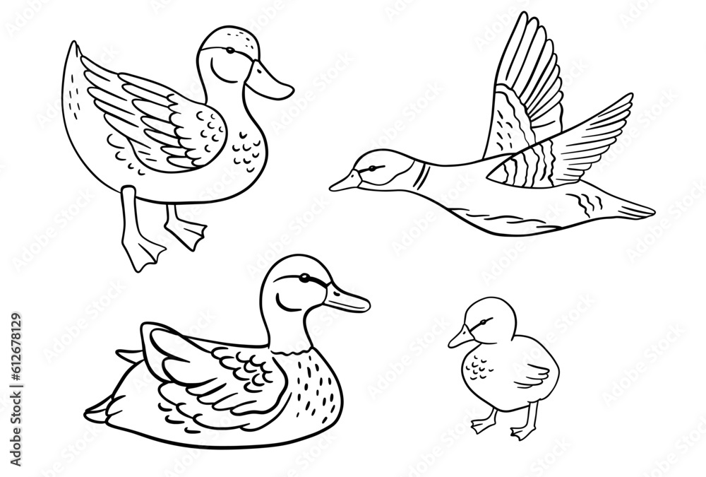Obraz premium Standing monochrome baby duck. Vector line illustration pond bird isolated on white.