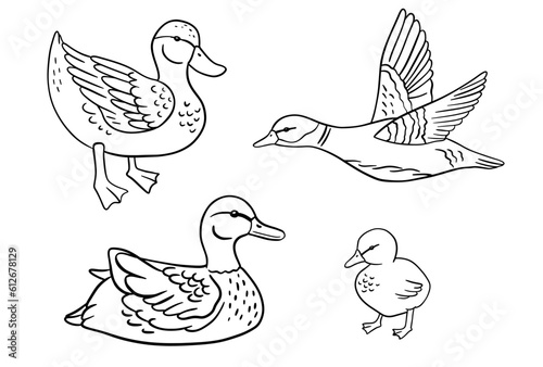 Standing monochrome baby duck. Vector line illustration pond bird isolated on white.