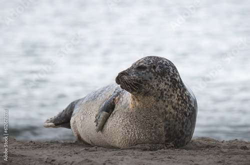 seal on the beach on the island of Helgoland in Germany