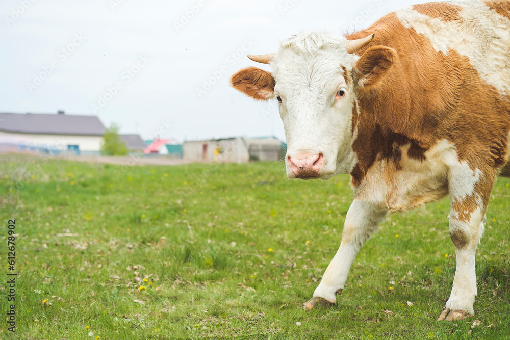 A cow with red spots grazes on a green meadow. Large mammal with horns. A cow with red spots grazes on a green meadow. Large mammal with horns.