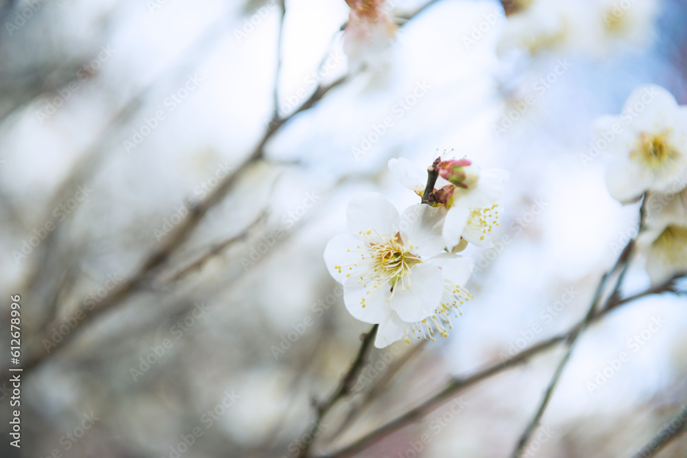 梅の花 梅の花
