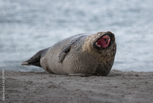 sea lion lies and yawns on the beach on the island of Helgoland