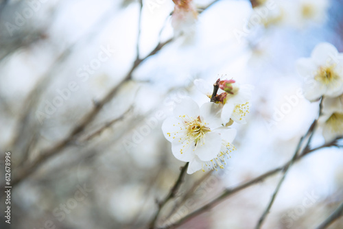 梅の花 © kenta57