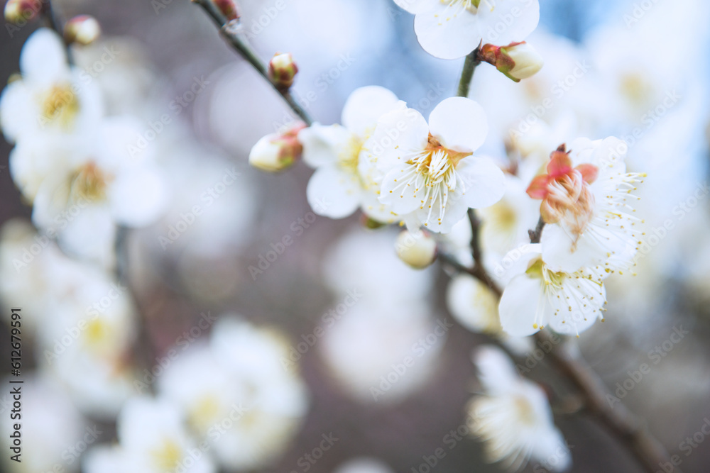 梅の花