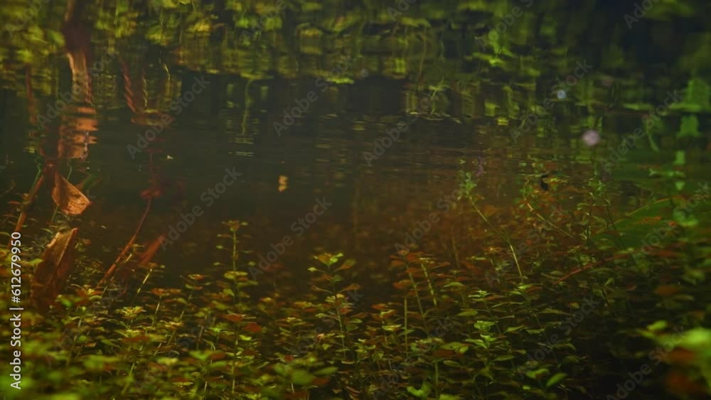 Reflection of water plants in a tranquil river in Florida. Underwater Dolly shot Reflection of water plants in a tranquil river in Florida. Underwater Dolly shot