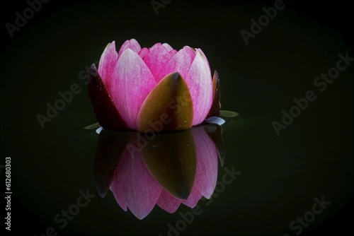 Nymphaeaceae aka water lilies. Pink blooming flower on the surface of the pond with very nice reflection.