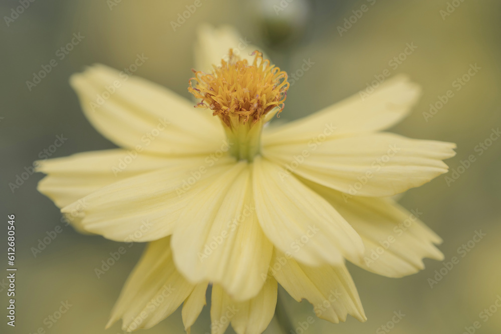 Obraz premium Beautiful yellow blooming tropical flower pale vintage retro style macro
