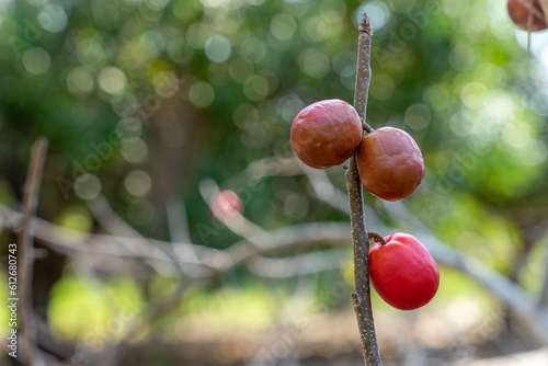 Cirguela, Spondias purpurea fruits. It is commonly known as jocote, ciruela(plum), purple mombin, ​obo, jobo, xocote, huhub, cirguela, depending on the place it is found in Central America. photo