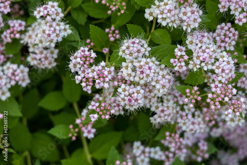 Closeup abstract texture background of pink cluster flowers and buds on a compact spirea  spiraea  bush