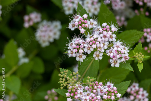 Closeup abstract texture background of pink cluster flowers and buds on a compact spirea (spiraea) bush