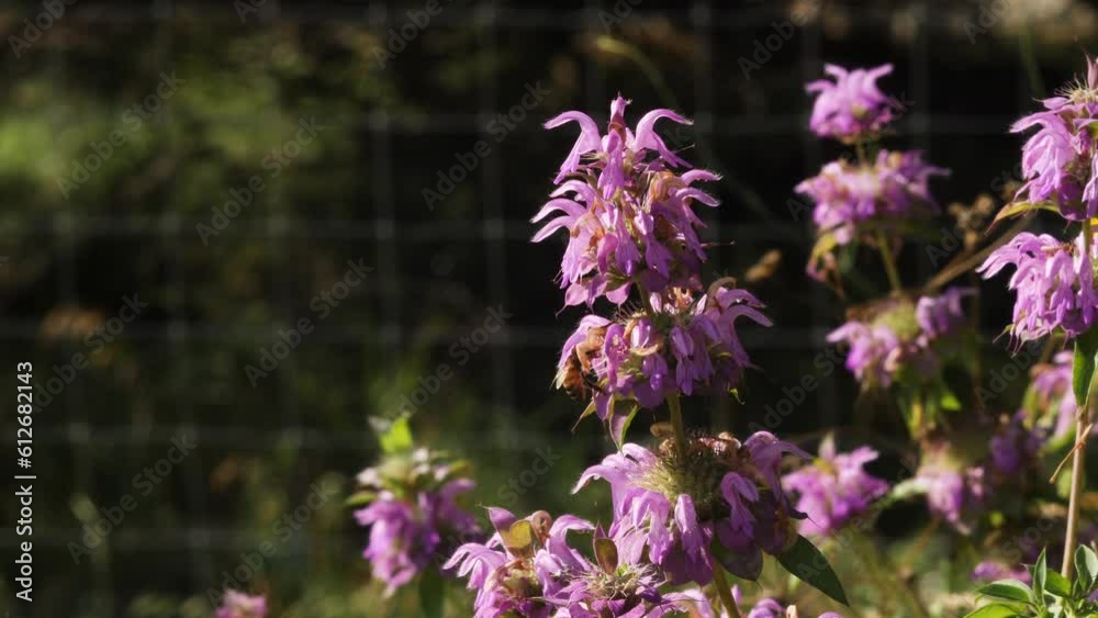 Purple horse mint wildflowers with a honey bee flying around them in slow motion Purple horse mint wildflowers with a honey bee flying around them in slow motion