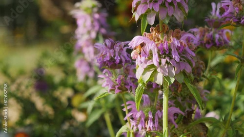 Honey bee on wildflowers native to Texas Hill Country, purple horse mint flowers, slow motion photo