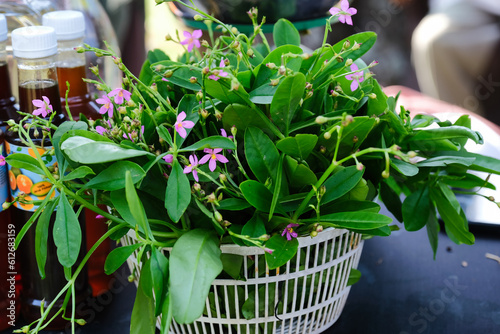 Ginseng plant with its purple flowers arranged in a plastic basket photo