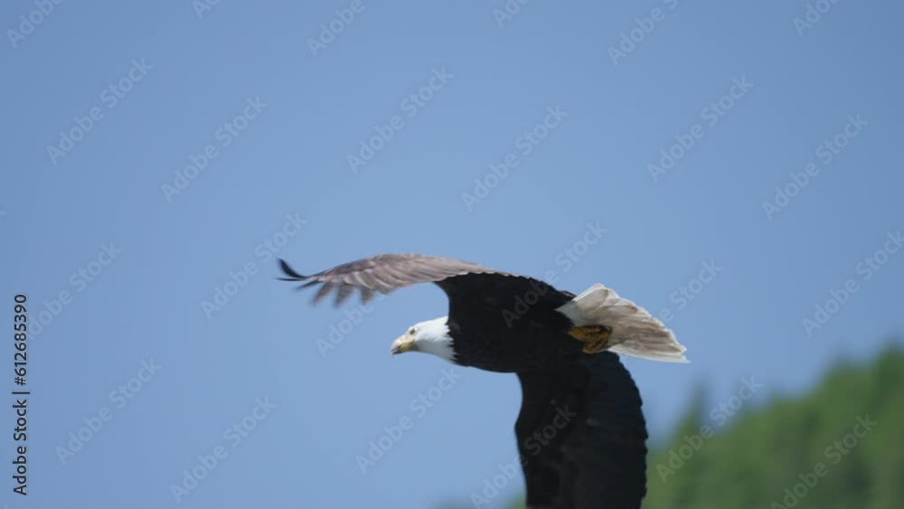 An Eagle flying in British Columbia Canada over the ocean looking for fish