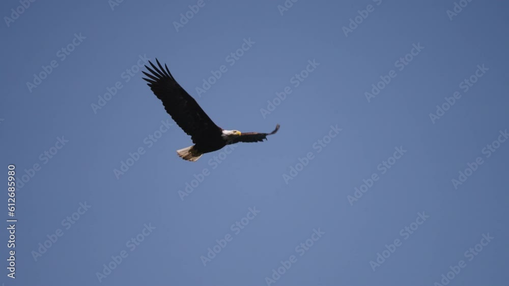 An Eagle flying in British Columbia Canada over the ocean looking for fish An Eagle flying in British Columbia Canada over the ocean looking for fish