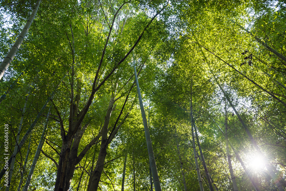 Obraz premium 晴れの木