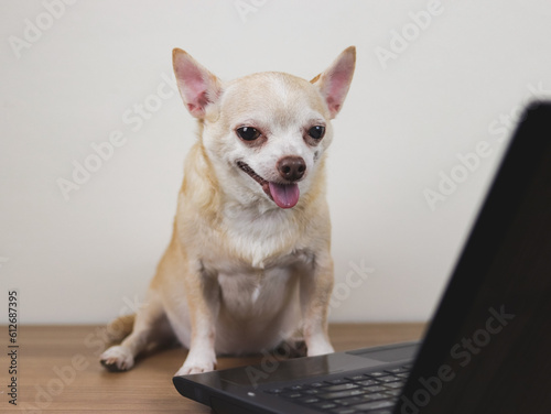 brown short hair chihuahua dog sitting on wooden floor with computer notebook, smiling and  talking on video call. Pet using a computer. © Phuttharak