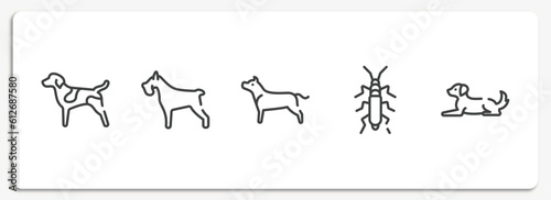 dog and training outline icons set. thin line icons sheet included german shorthaired pointer, miniature schnauzer, american staffordshire terrier, null, dog lying vector.