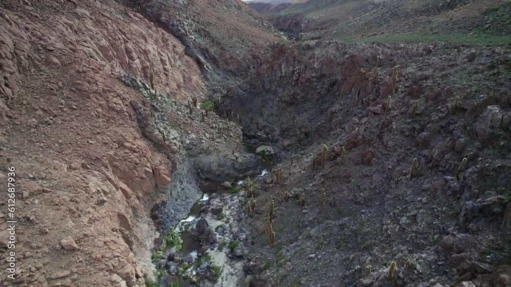 Huge Cactus Growing on Side of Canyon in the Atacama Desert. Huge Cactus Growing on Side of Canyon in the Atacama Desert.