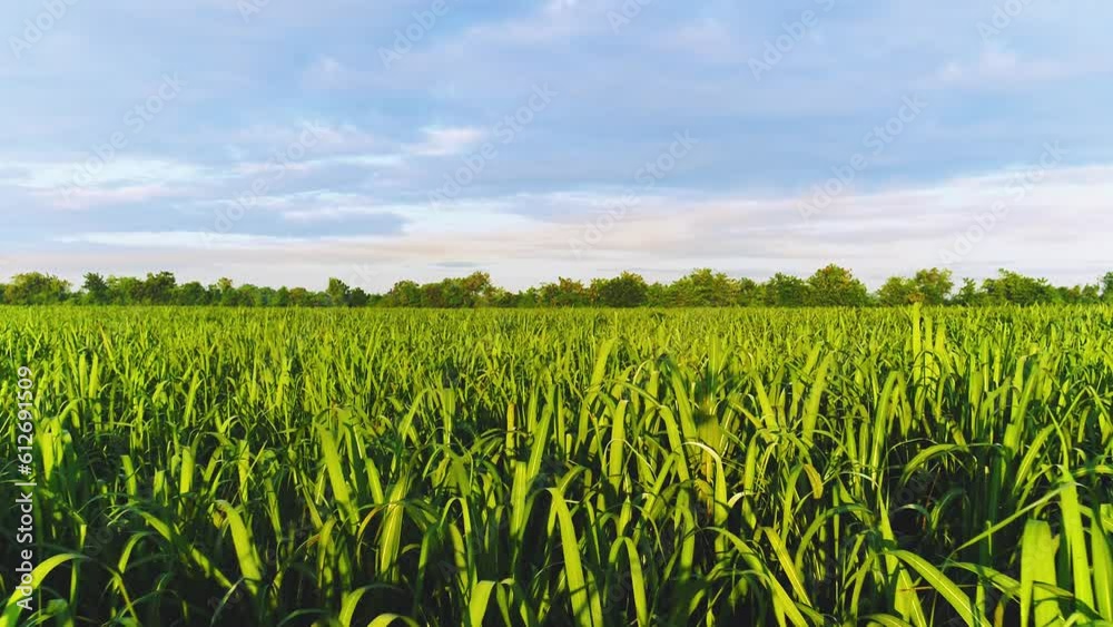 Sugarcane field at dawn. Epic aerial photography of crops in Louisiana. Sugar cane harvest background. Aerial drone footage of crops growing in a field. Green stalks of sugarcane sway in the wind.
