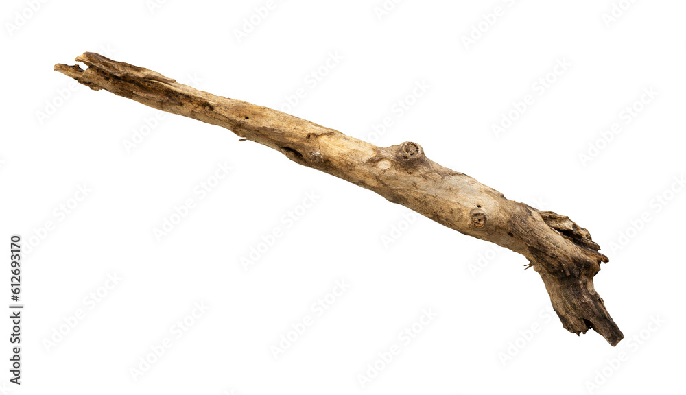 Old dead wood isolated element Old dead wood isolated element