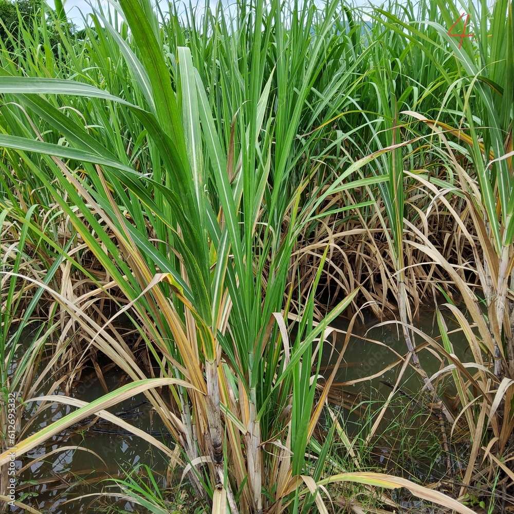 Obraz premium rice field