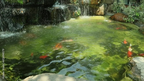 Beautiful koi fish swim in the pond and there is a waterfall in the garden.