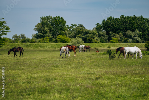 Herd of horses on the field