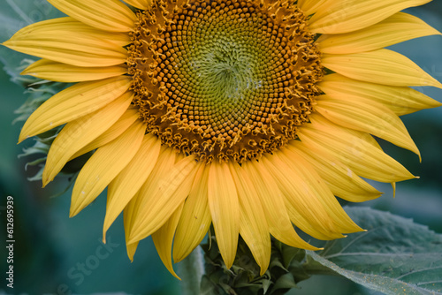 Detail of sunflower against dark background. photo