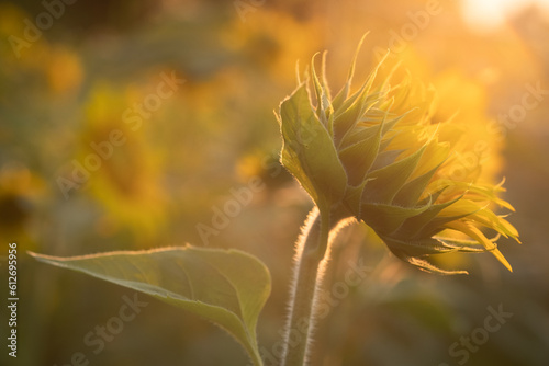 Closeup of sunflower in sunlit field. photo