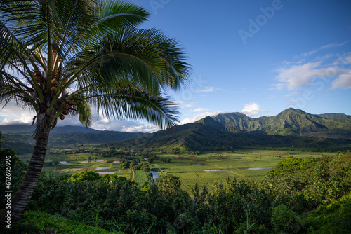 Overlook in Kauai Hawaii over Mountains Palm Tree and Taro Field