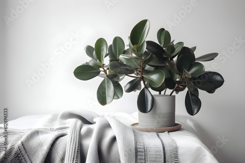 A rubber plant, scientifically known as Ficus elastica, is placed in a white flower pot.