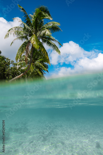 Fototapeta Naklejka Na Ścianę i Meble -  Palm tree over the sea on a Moorea beach